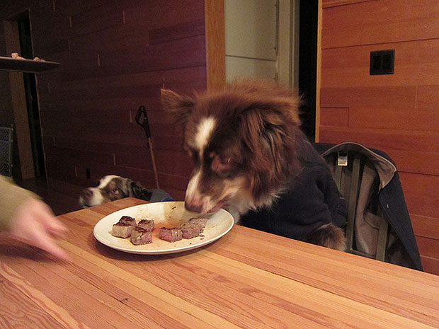 Собака ест стейк