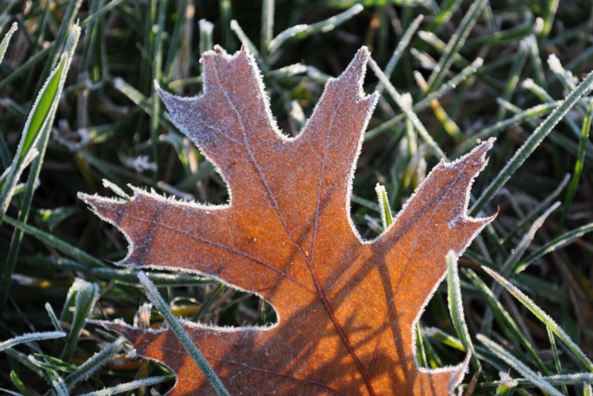 Nikon D5000 DSLR Review