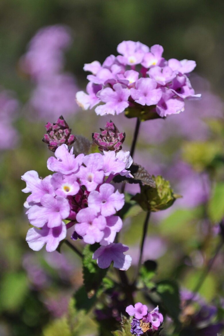 Nikon D5000 DSLR Review