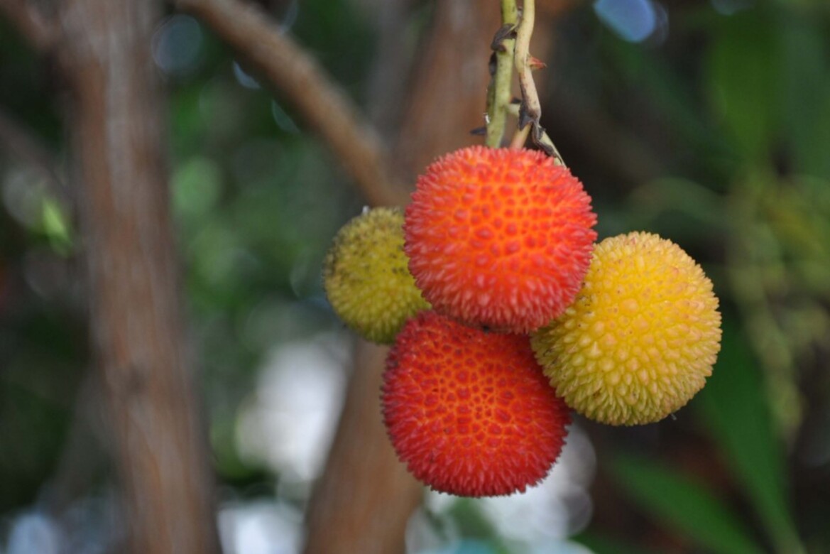 Nikon D5000 DSLR Review