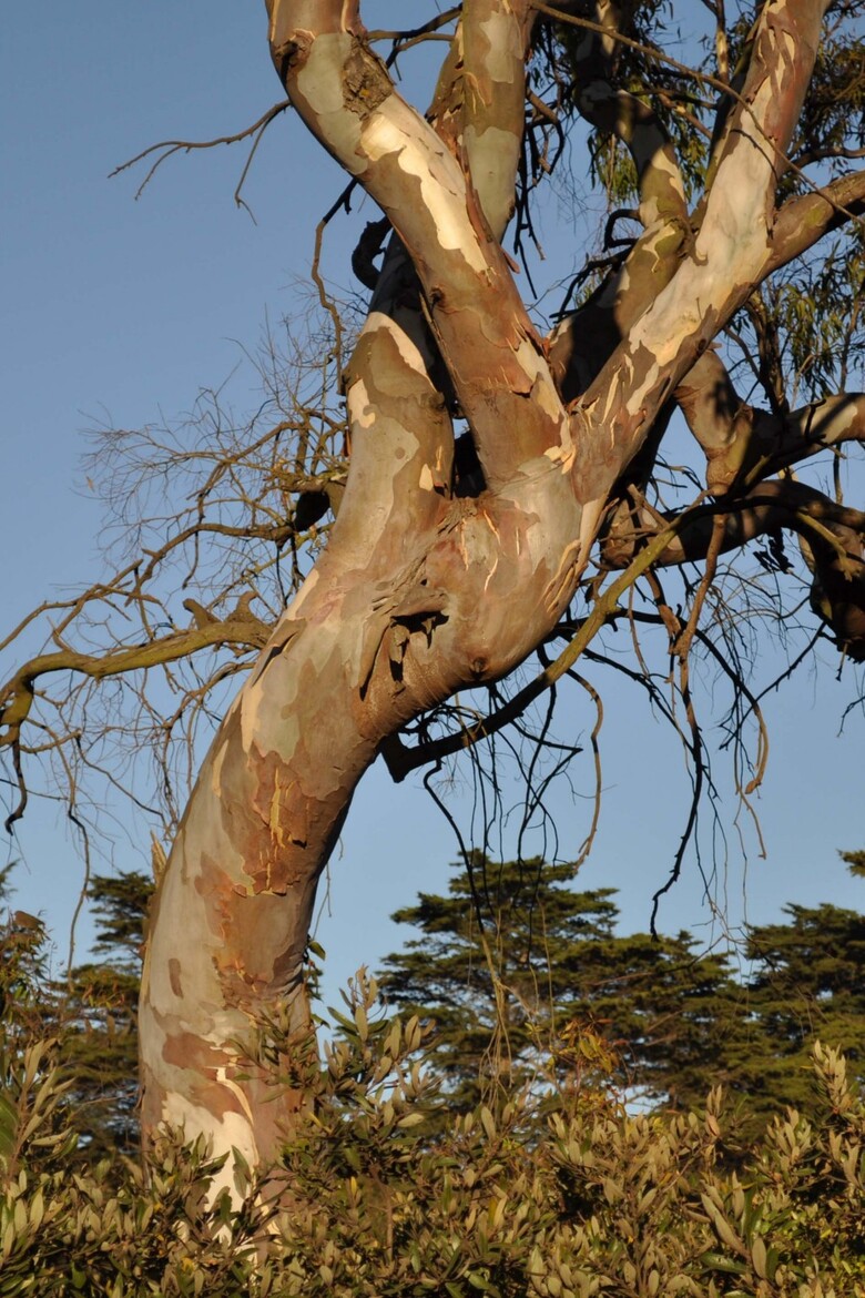 Nikon D5000 DSLR Review