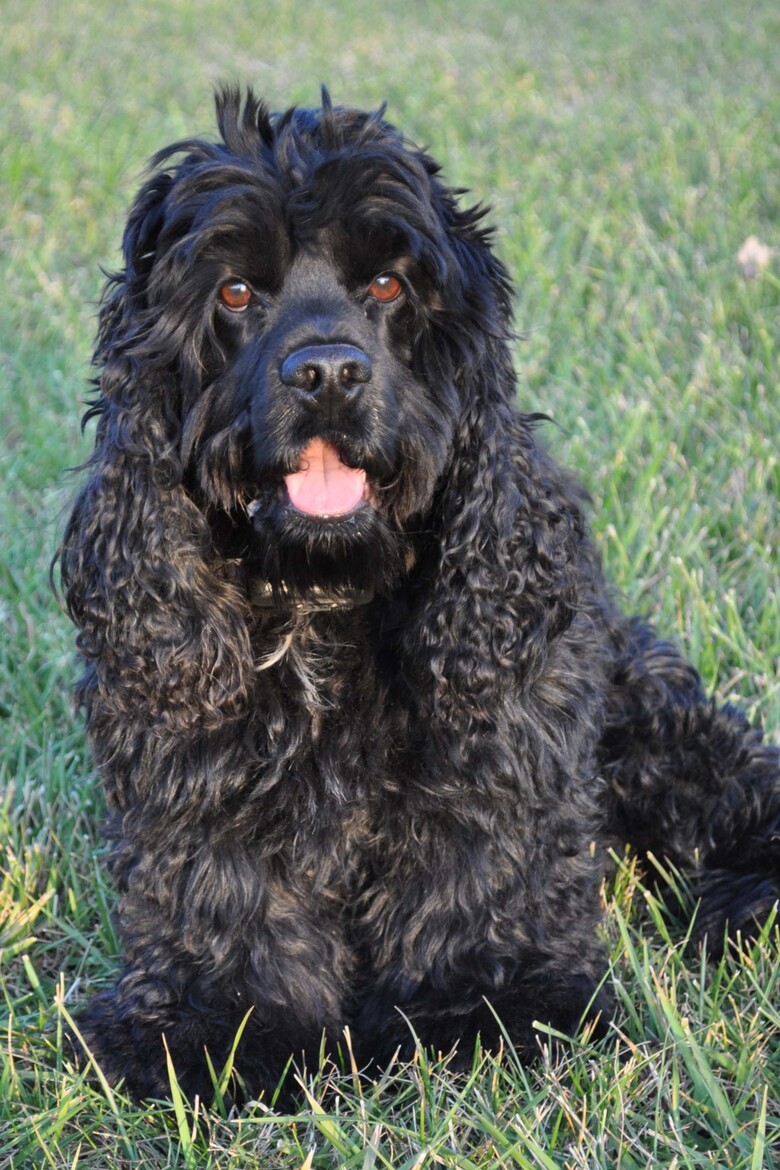 Nikon D5000 DSLR Review