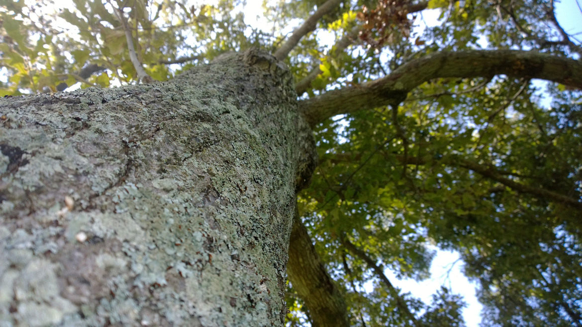 Nokia Lumia 1020 Smartphone Review
