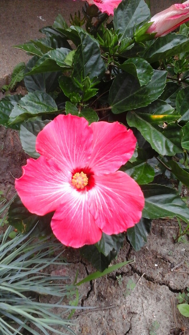 Samsung Galaxy Tab 4 8.0 Review