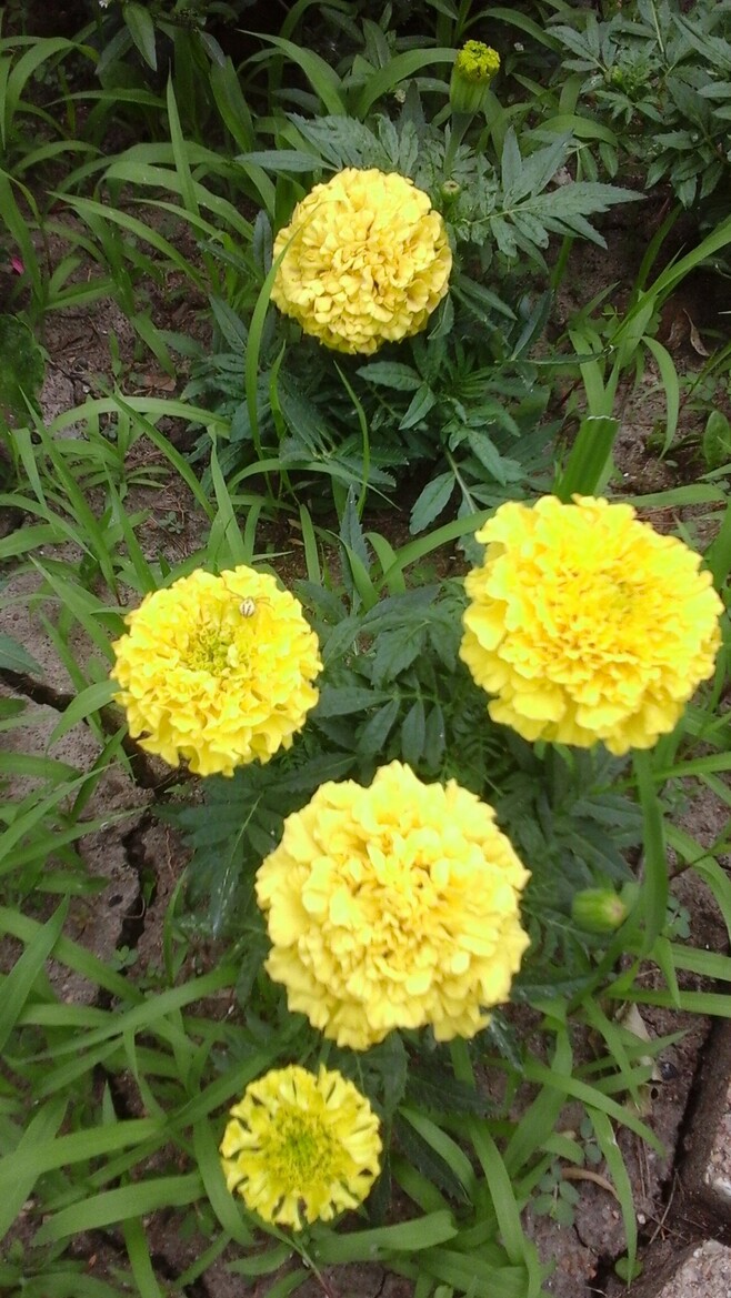 Samsung Galaxy Tab 4 8.0 Review