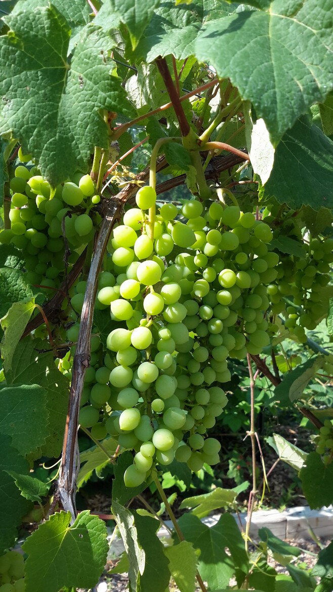 Samsung Galaxy Tab S Review, Top Shelf Android