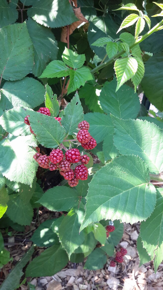 Samsung Galaxy Tab S Review, Top Shelf Android