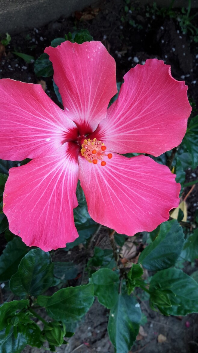 Samsung Galaxy Tab S Review, Top Shelf Android