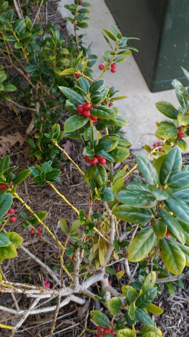 ASUS ZenFone 2 Laser Review: Affordable, Unlocked, Great Camera