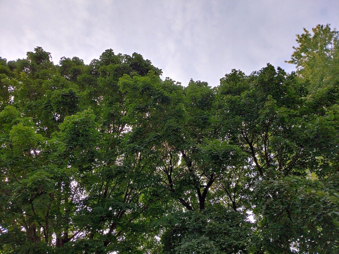 LG V40 ThinQ Review: A Five Camera Android Contender
