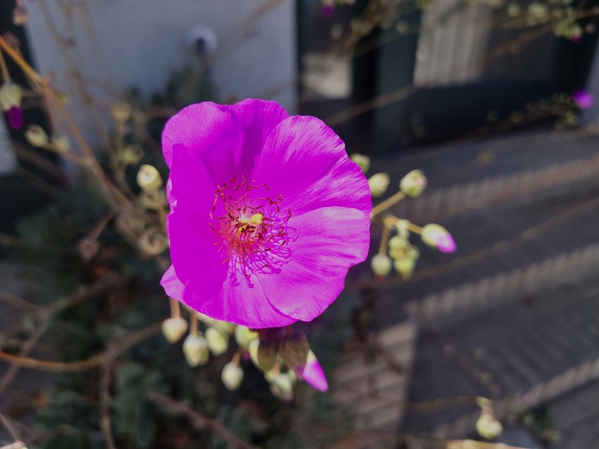 Sony Xperia 1 II Review: A Beautiful Phone With Caveats