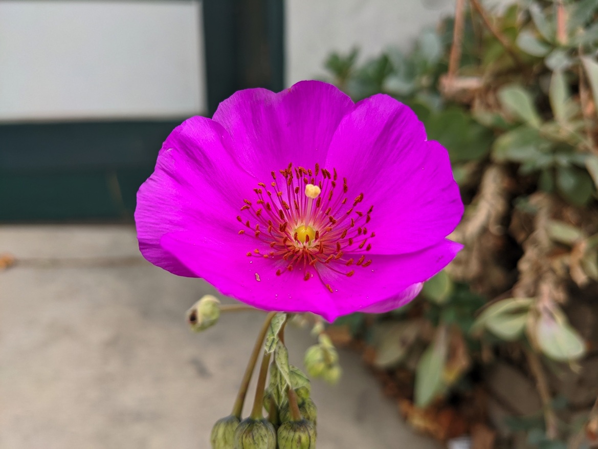 Google Pixel 4a Review: Great Camera, Killer Android Value