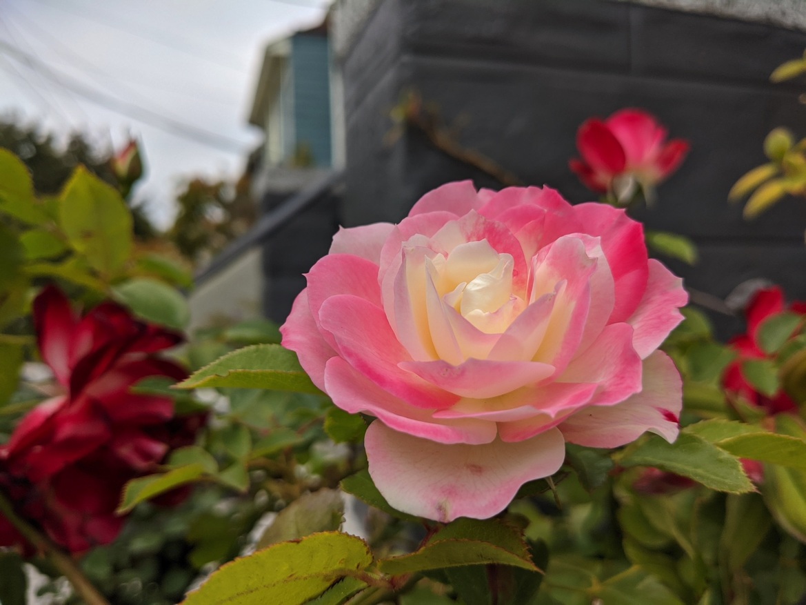 Google Pixel 4a Review: Great Camera, Killer Android Value