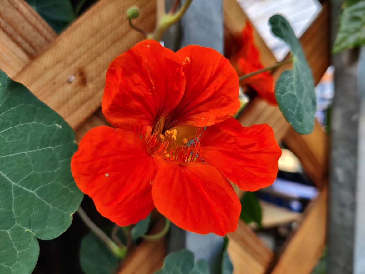 OnePlus 8T Review: A Great 5G Phone In Search Of A Discount