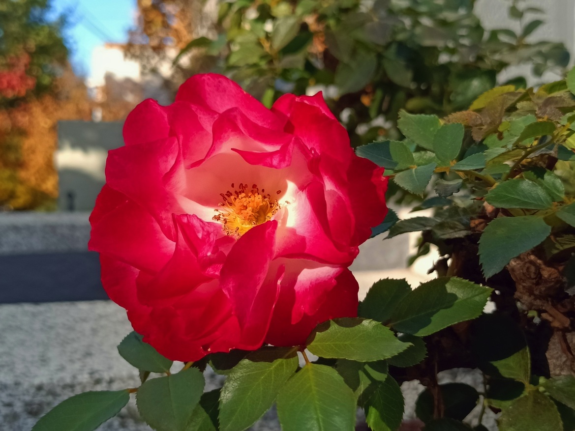 Realme 7 5G Review: A Great 5G Phone That’s Also Affordable