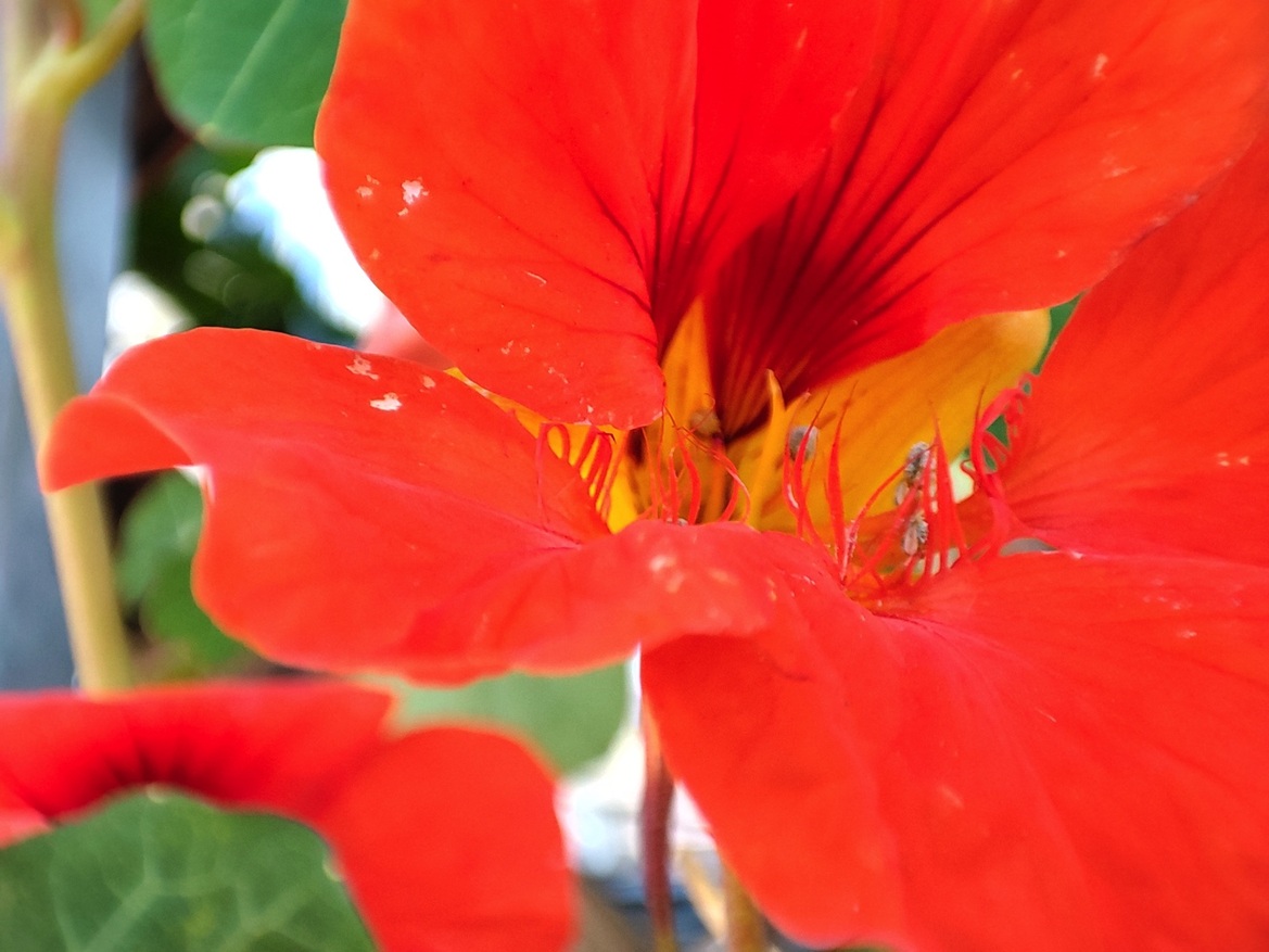 Xiaomi Mi 11 Review: A Loaded, Value-Priced Android Flagship