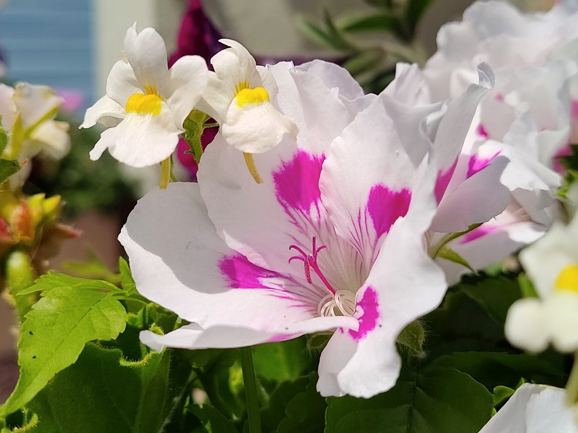 TCL 20 Pro 5G Review: Premium Features, Midrange Pricing