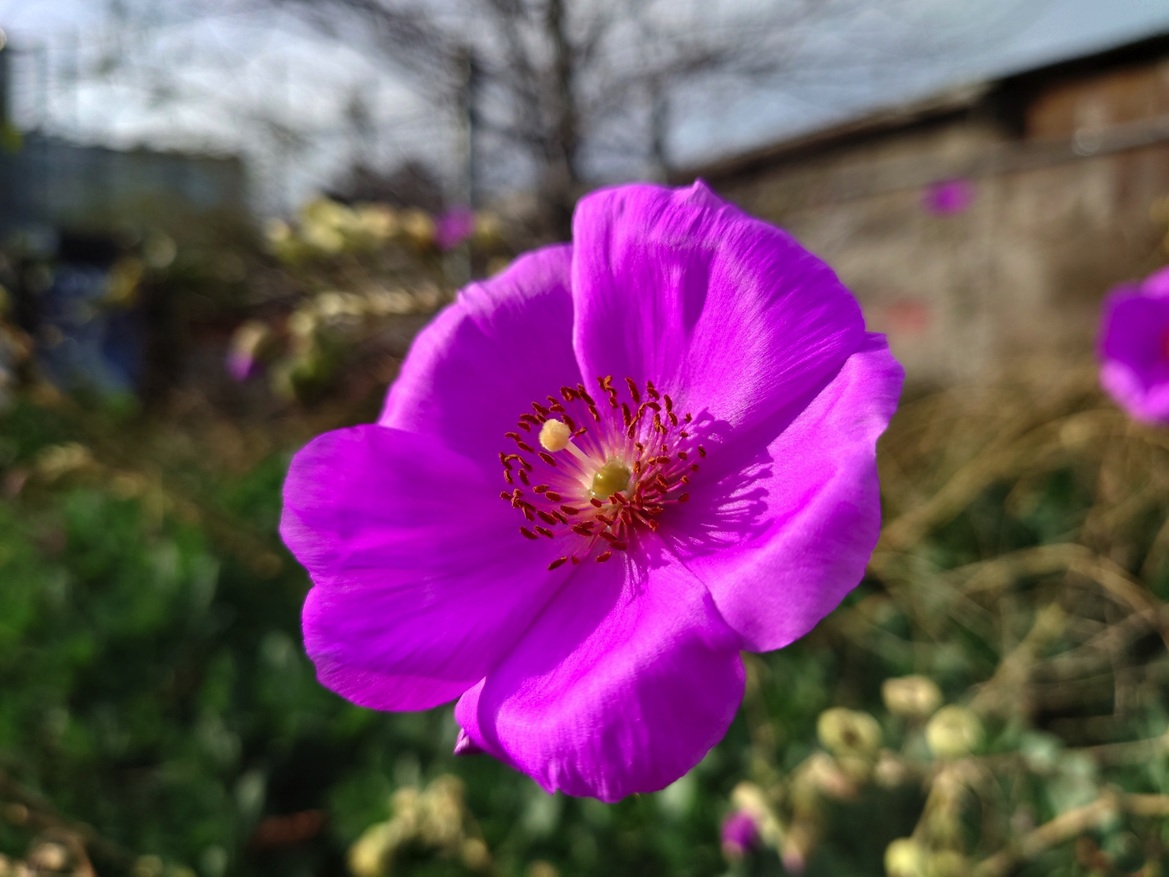 Sony Xperia 5 iii Review: Petite Android Phone With Camera Chops
