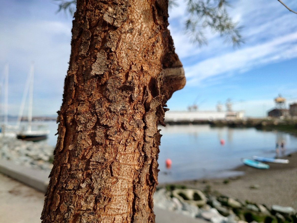 Sony Xperia 5 iii Review: Petite Android Phone With Camera Chops