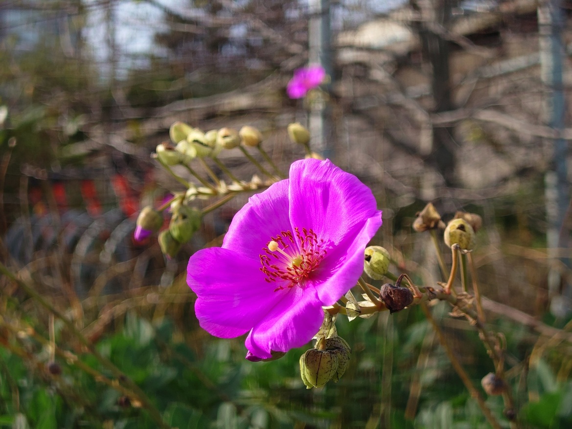 Sony Xperia 5 iii Review: Petite Android Phone With Camera Chops