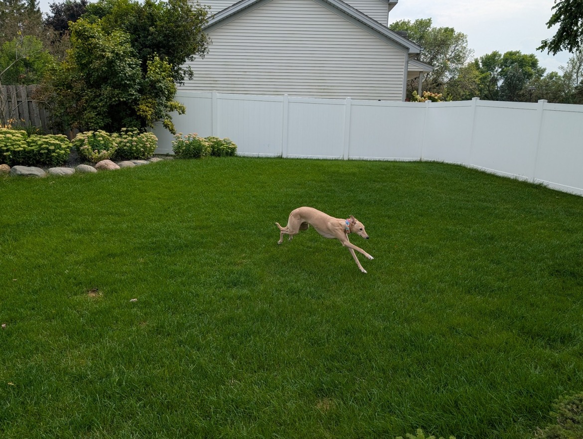 Google Pixel 9 Pro XL, 9 Pro And Pixel 9 Review: Android Excellence