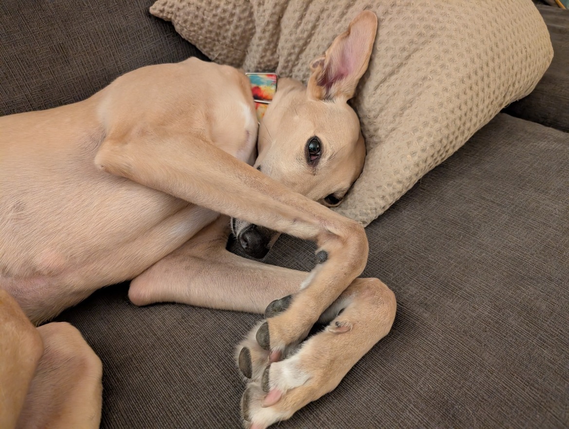 Google Pixel 9 Pro XL, 9 Pro And Pixel 9 Review: Android Excellence