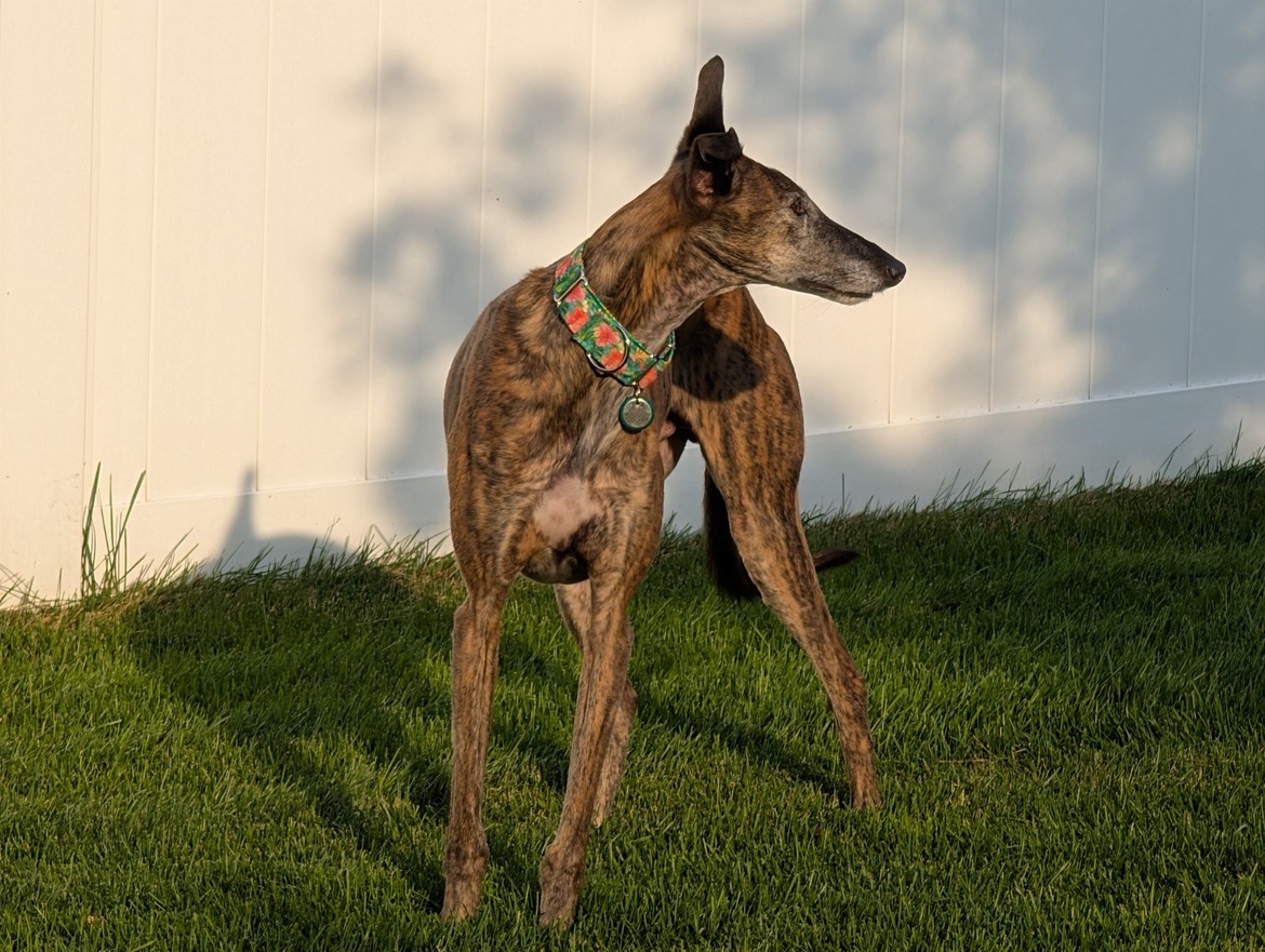 Google Pixel 9 Pro XL, 9 Pro And Pixel 9 Review: Android Excellence