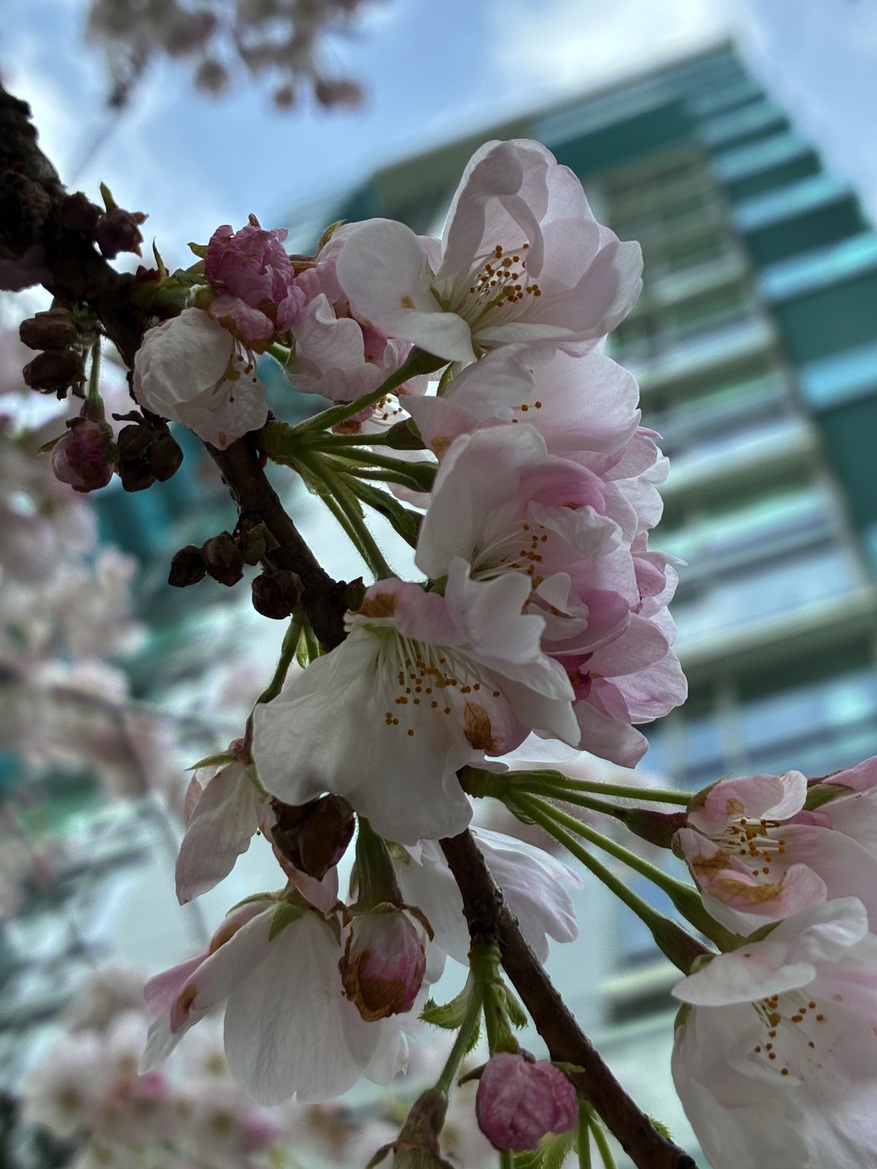 Apple iPhone 16e Review: Sexy But Pricey With Caveats