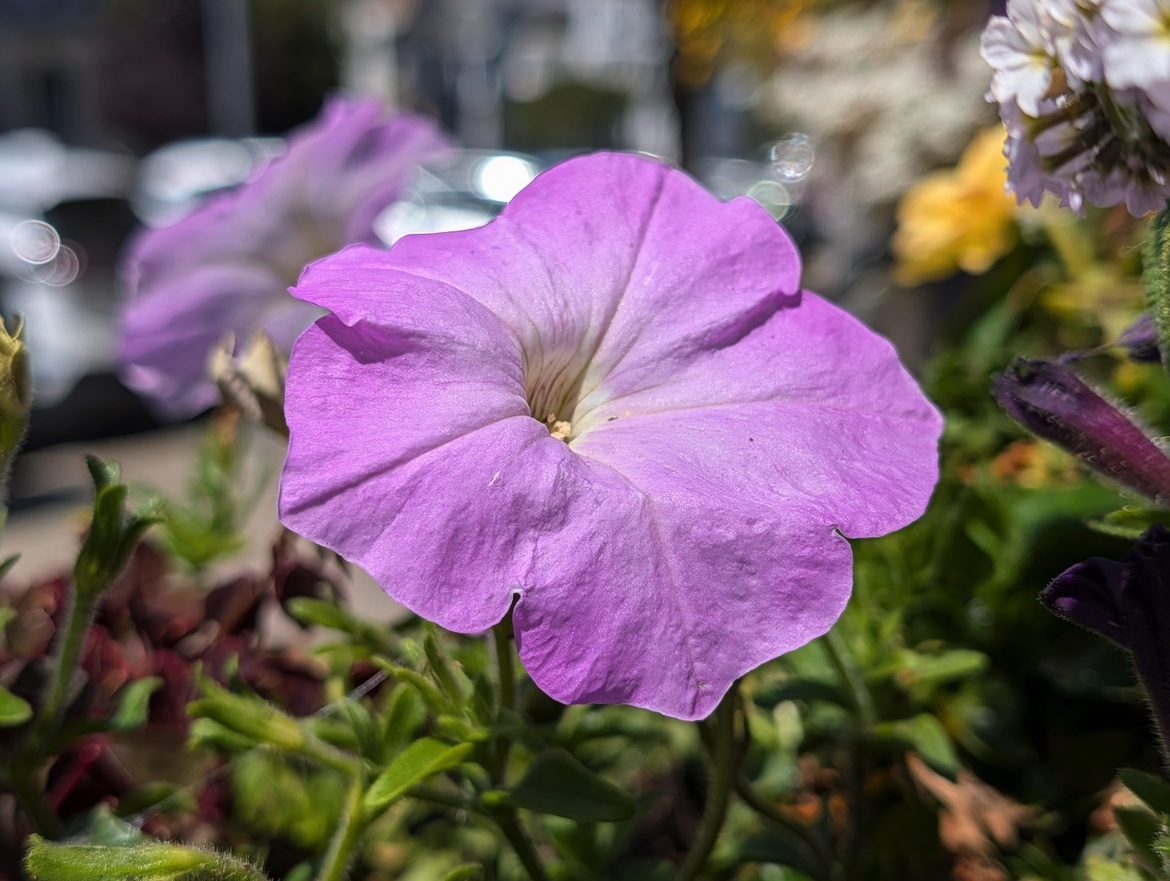 Google Pixel 10 Series Review: These Flagship Phones Impress
