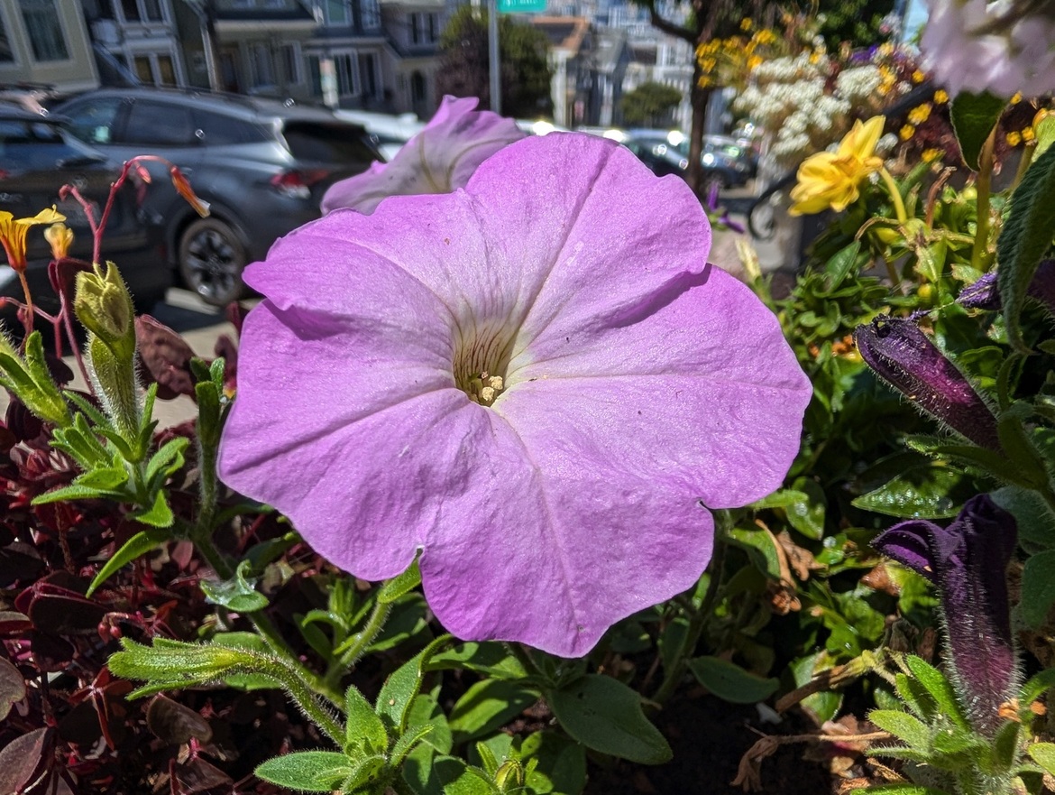 Google Pixel 10 Series Review: These Flagship Phones Impress