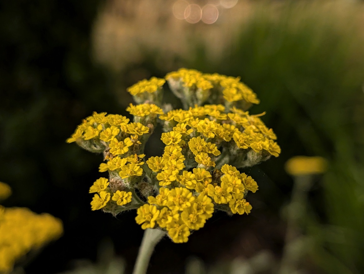 Google Pixel 10 Series Review: These Flagship Phones Impress