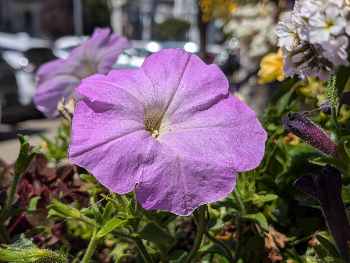 Google Pixel 10 Series Review: These Flagship Phones Impress