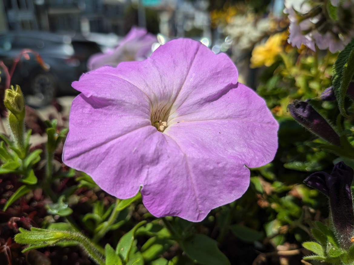 Google Pixel 10 Series Review: These Flagship Phones Impress
