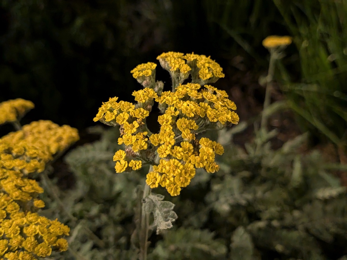 Google Pixel 10 Series Review: These Flagship Phones Impress