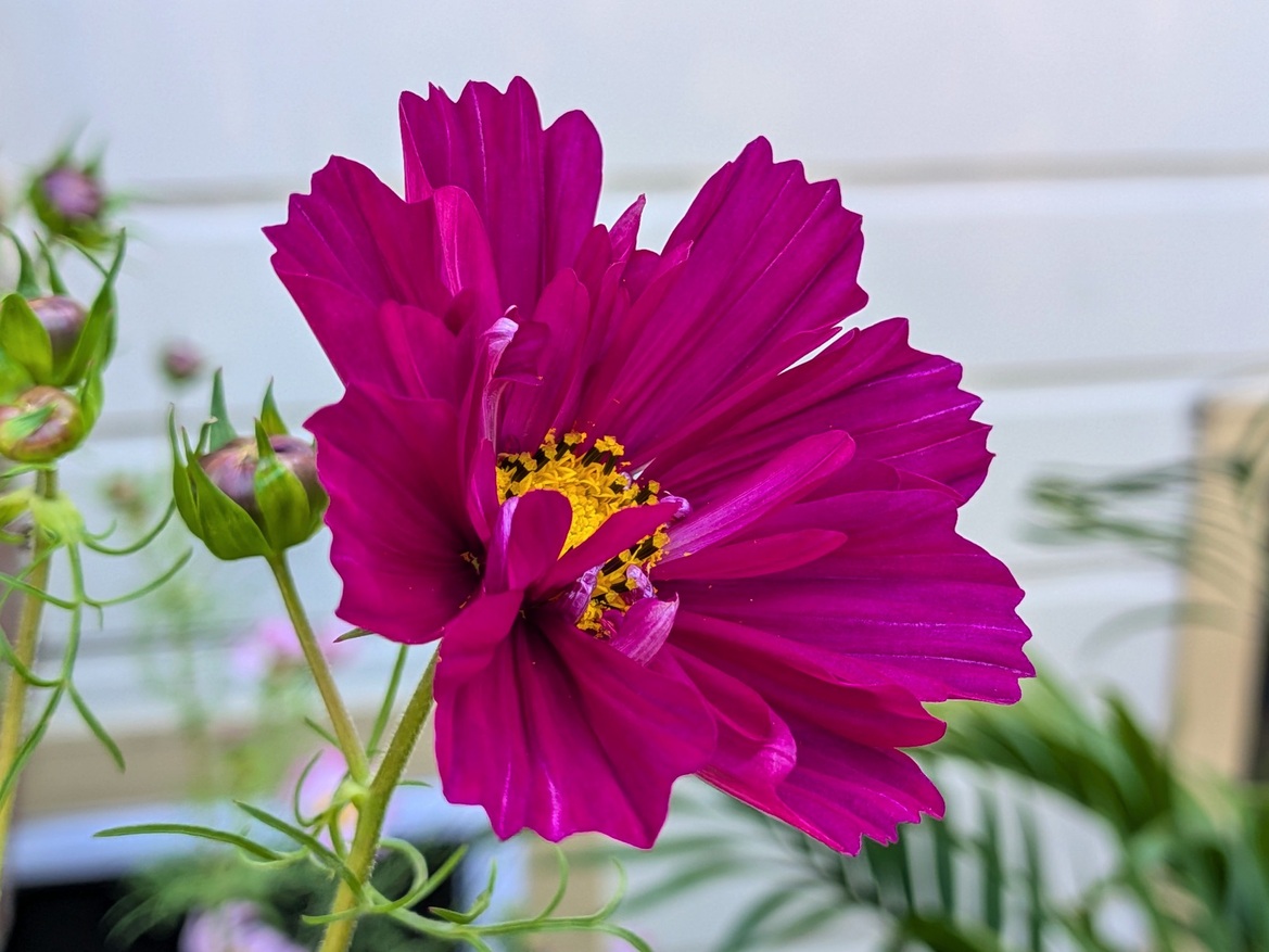 Google Pixel 10 Pro Fold Review: Familiar Feel, Smarter Execution