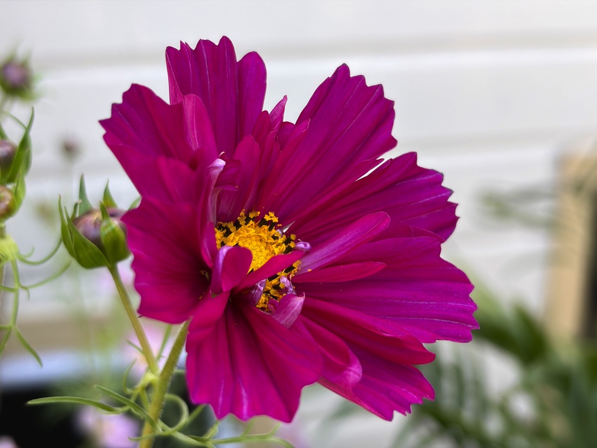 iPhone Air Review: Apple’s Slimmest iPhone Is A Design Triumph With Tradeoffs