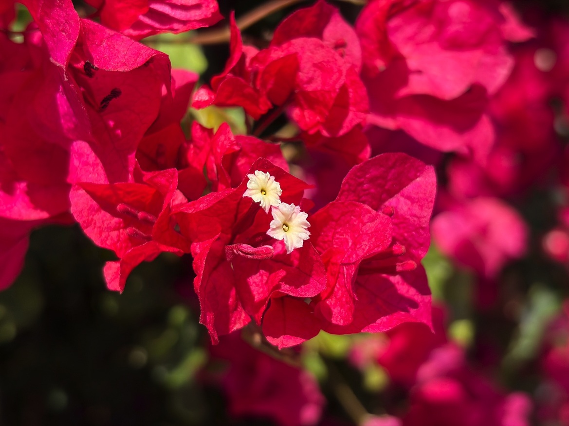 iPhone Air Review: Apple’s Slimmest iPhone Is A Design Triumph With Tradeoffs