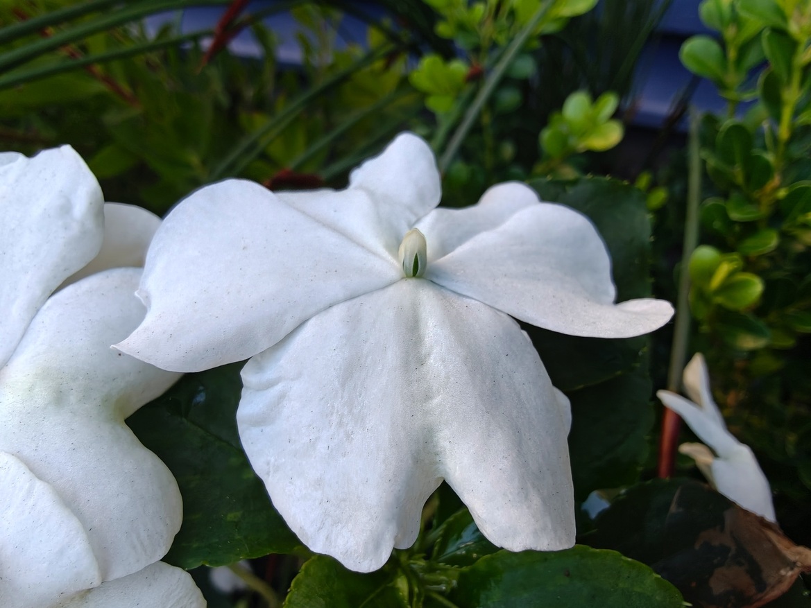 OnePlus 15 Review: Has The Flagship Killer Finally Settled?