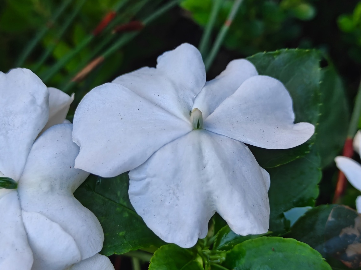 OnePlus 15 Review: Has The Flagship Killer Finally Settled?