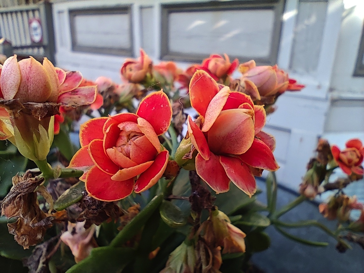 RedMagic 11 Pro Review: Liquid-Cooled Android Phone For Serious Gamers