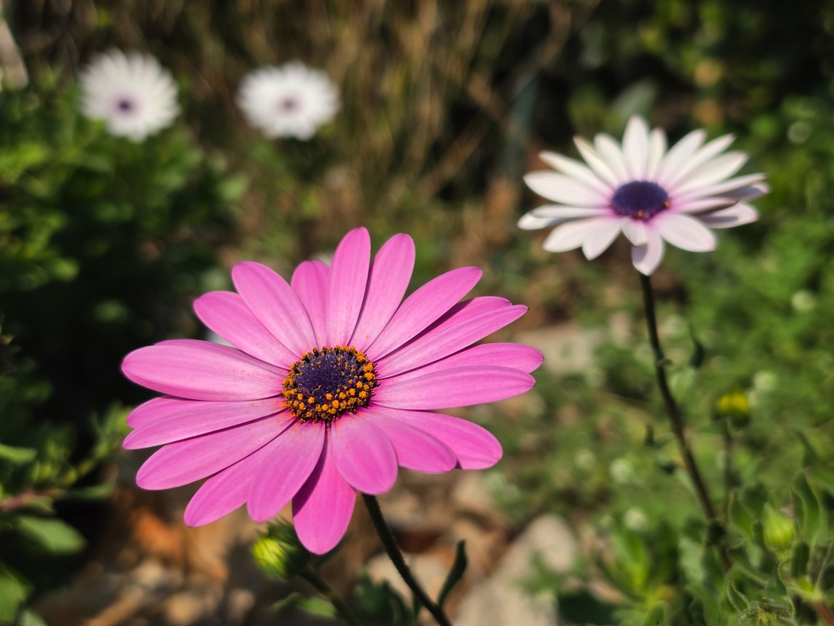 Samsung Galaxy S26 Ultra Review: Powerful, Familiar Flagship