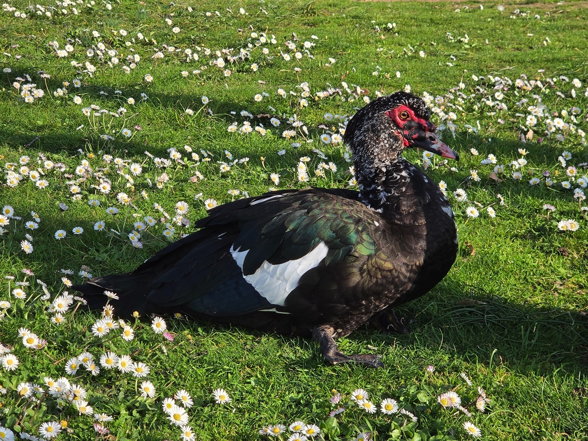 Samsung Galaxy S26 Ultra Review: Powerful, Familiar Flagship