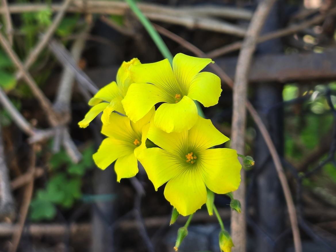 Samsung Galaxy S26 Ultra Review: Powerful, Familiar Flagship