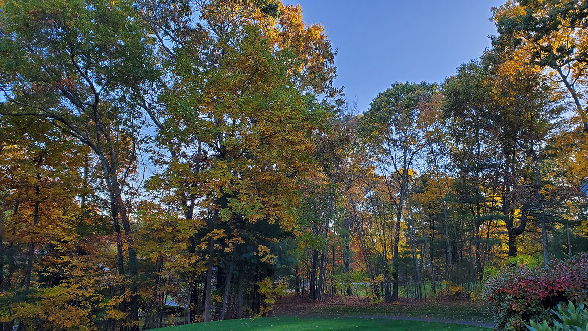 Pixel 4 XL Vs Galaxy Note 10 Pics: HDR, Portrait, Night Sight Shoot-Out