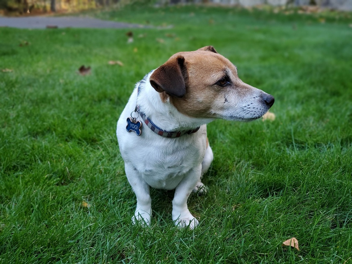 Pixel 4 XL Vs Galaxy Note 10 Pics: HDR, Portrait, Night Sight Shoot-Out