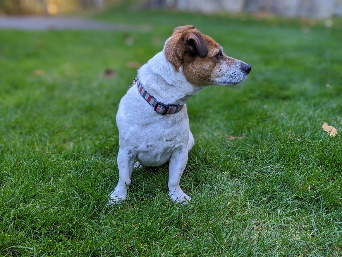 Pixel 4 XL Vs Galaxy Note 10 Pics: HDR, Portrait, Night Sight Shoot-Out