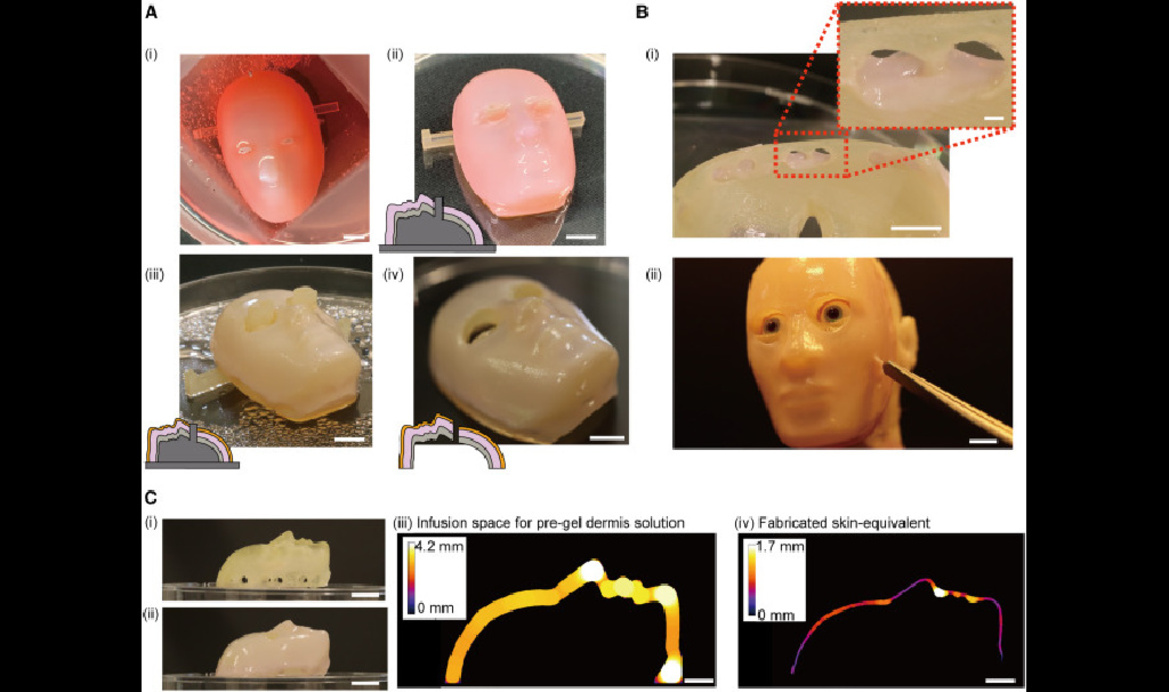 Scientists Create Smiling Robot Face From Living Skin Cells, Good Luck Sleeping Tonight