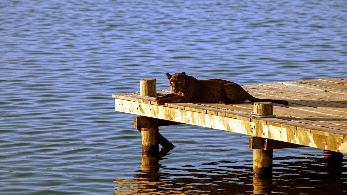 Intel's Panther Lake And Wildcat Lake Specs May Have Leaked