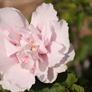 Canon EOS Rebel T1i DSLR Camera Review