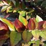 Motorola Droid RAZR Smartphone Review 